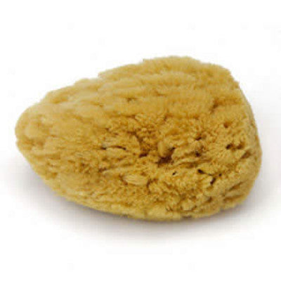 Natural Sea Sponge