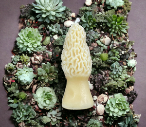 MOREL PILLAR CANDLE 4.5" Tall, 100% Pure Natural Yellow Beeswax, Mushroom